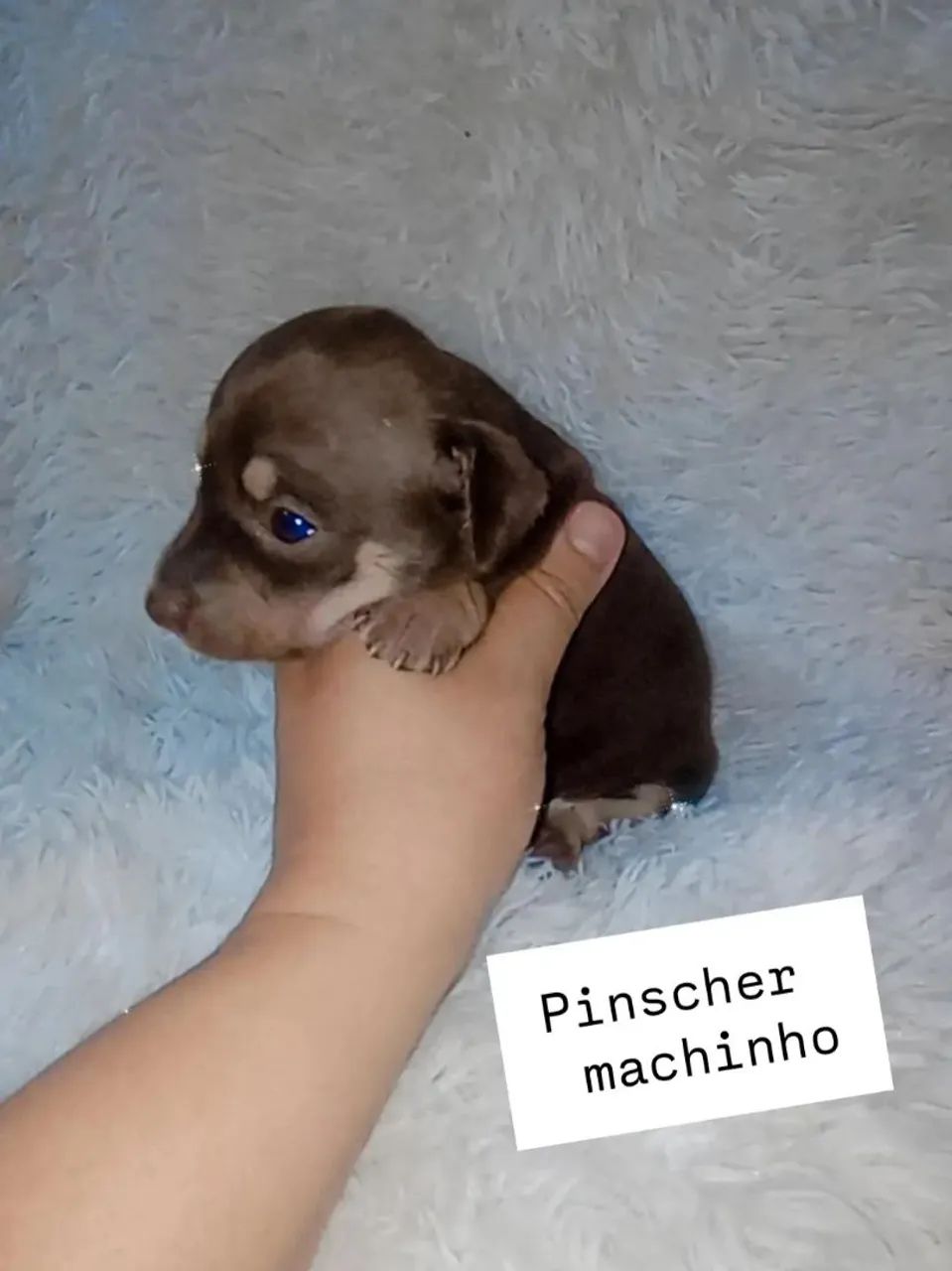 Pinscher zerinho chocolate ( macho e fêmea) - Foto 5