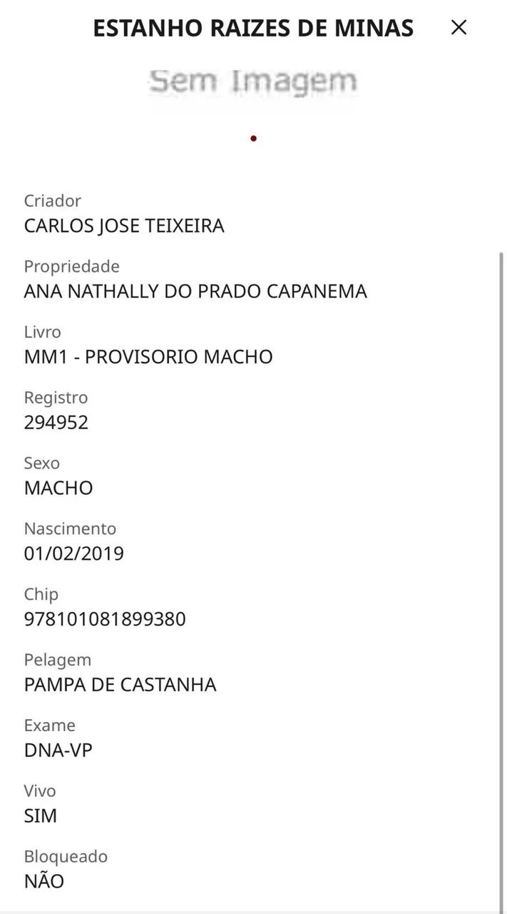 Cavalo marcha batida  - Foto 4