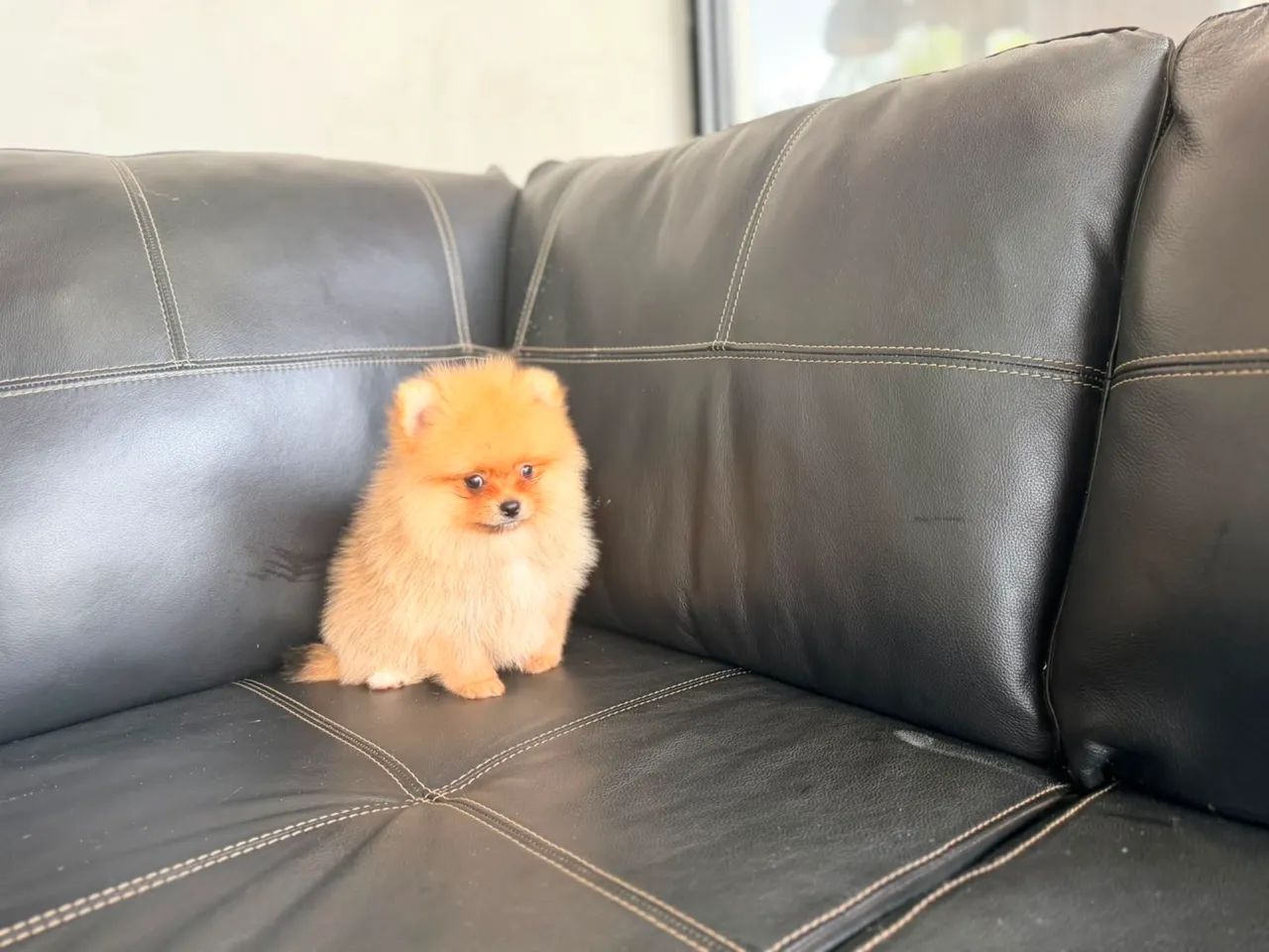 Spitz alemão  - Foto 2