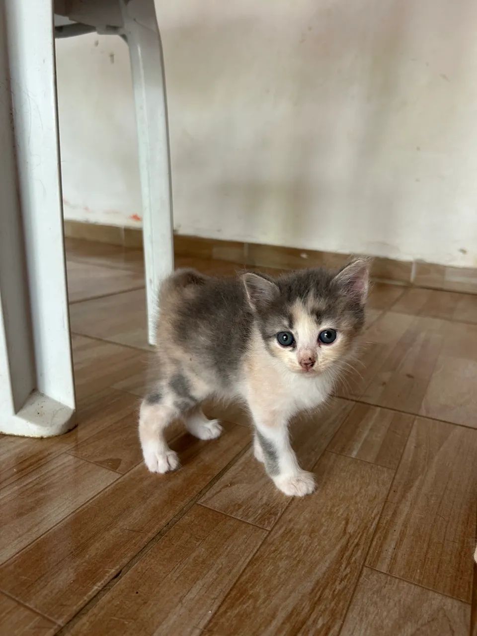 Gata  - Foto 2