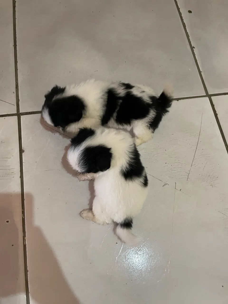Cachorro da Raça shitzu 2 machos 