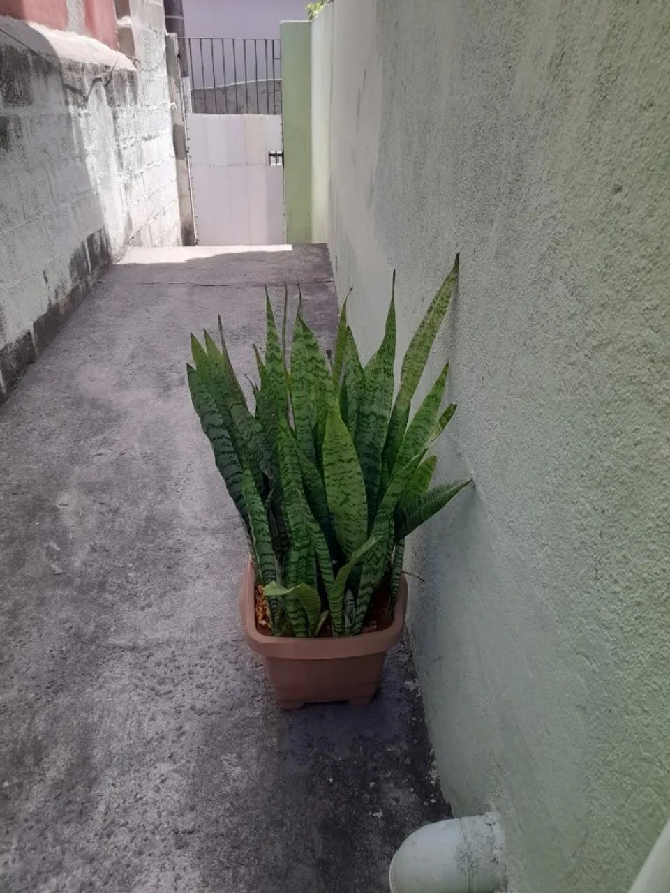 Planta Espada de São Jorge - Foto 4