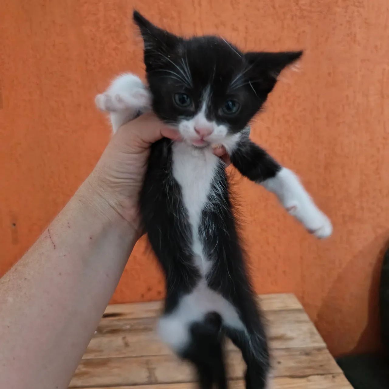 Doação de gatinhos - Foto 3