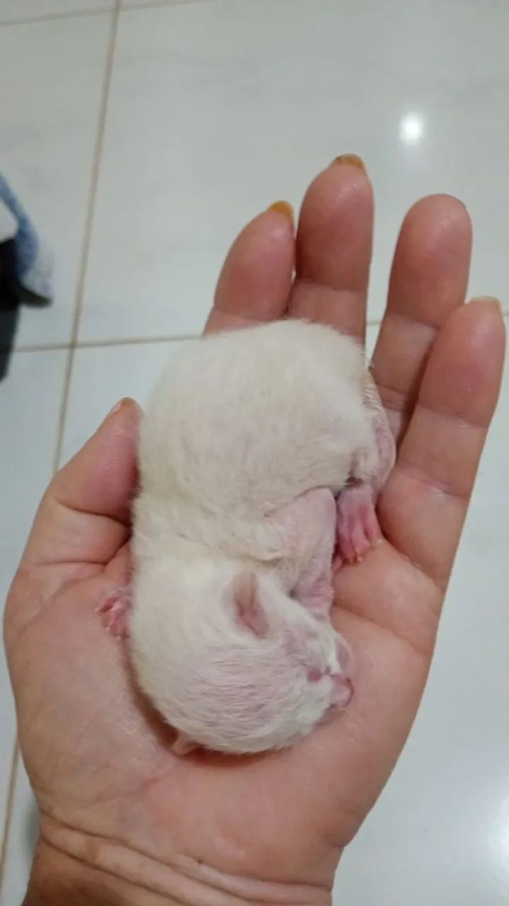 Filhotes de gato - Foto 3