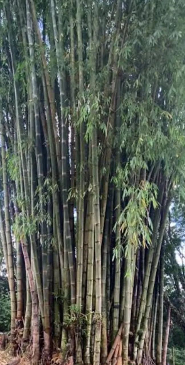 Bambu verde para doação 