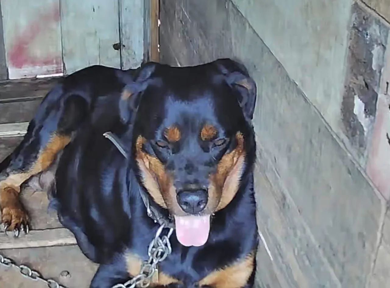 Rottweiler puro zap * - Foto 5