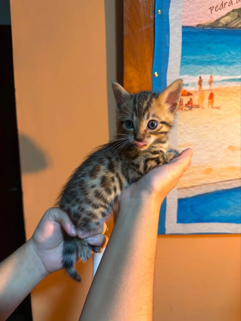 Bengal 