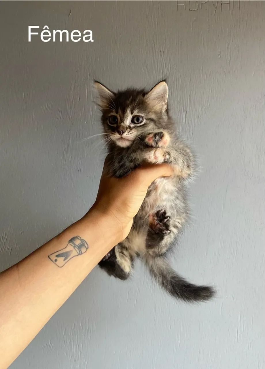 Gatos para adoção - Foto 2