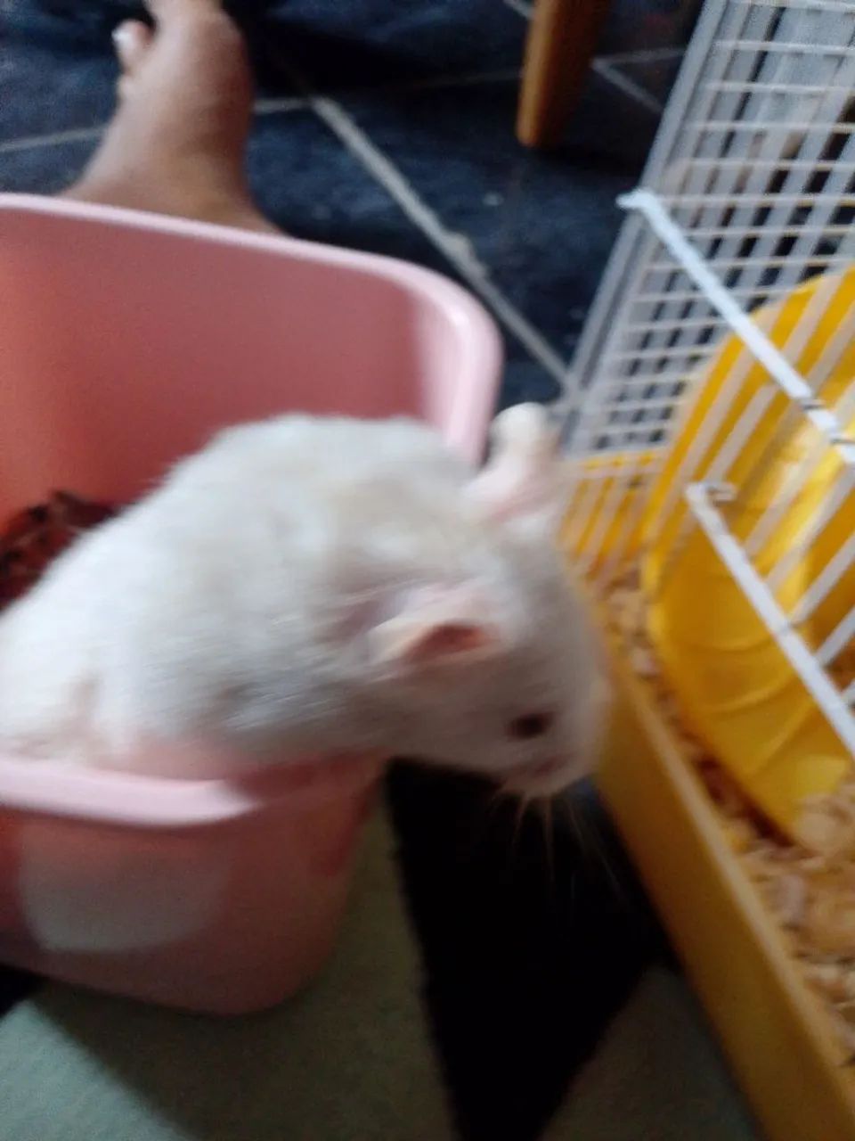Hamster ? - Foto 3