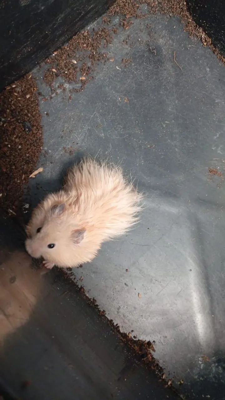 Hamster sírio 
