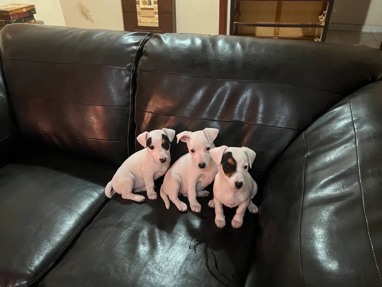 Filhotes Jack Russel Terrier  - Foto 5
