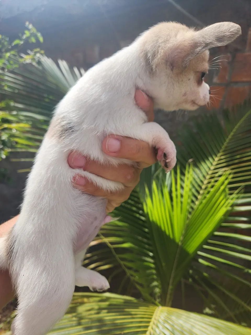 Chihuahua Macho  - Foto 3