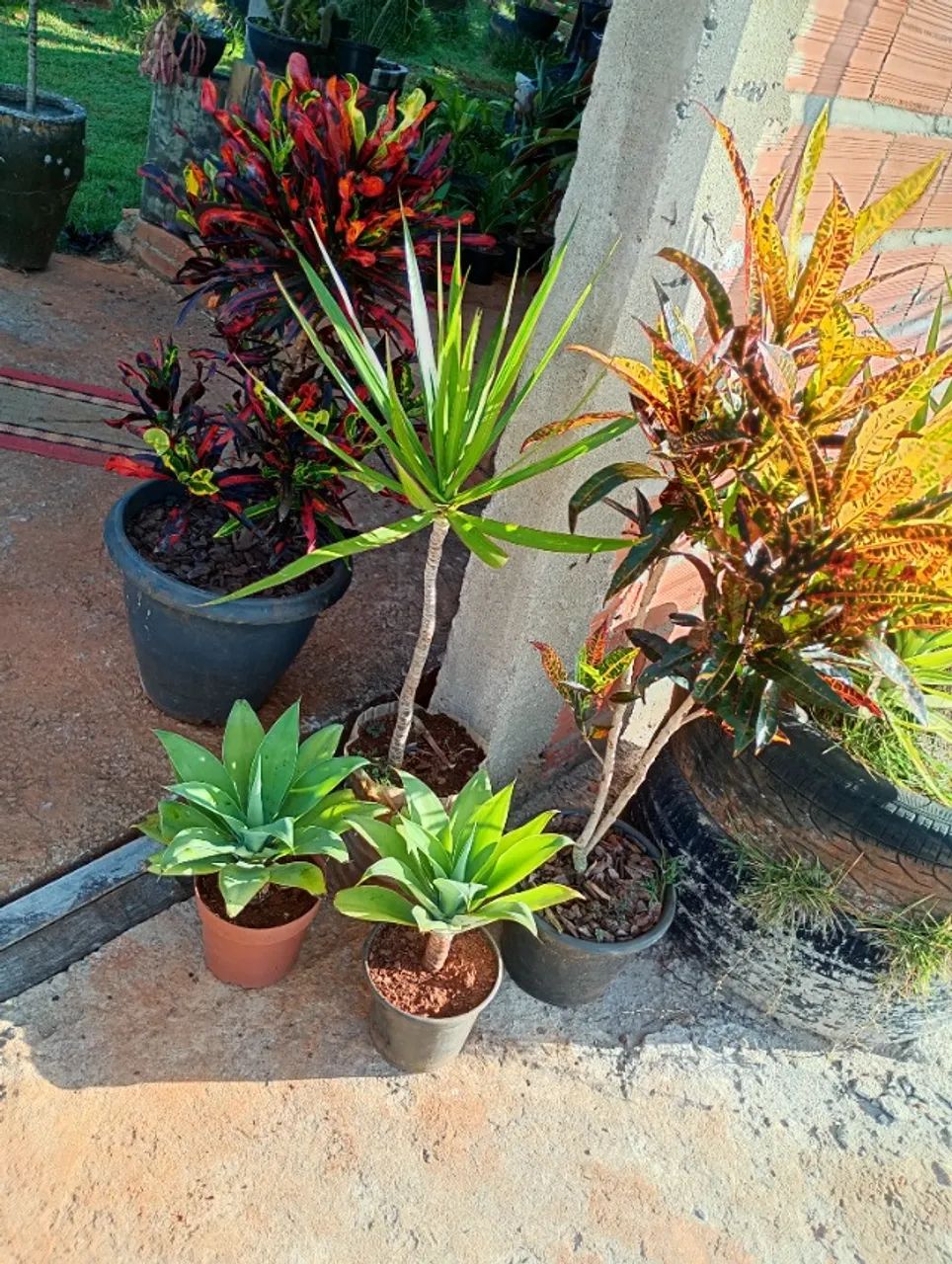 Arca : Pantas e jardins - Foto 5