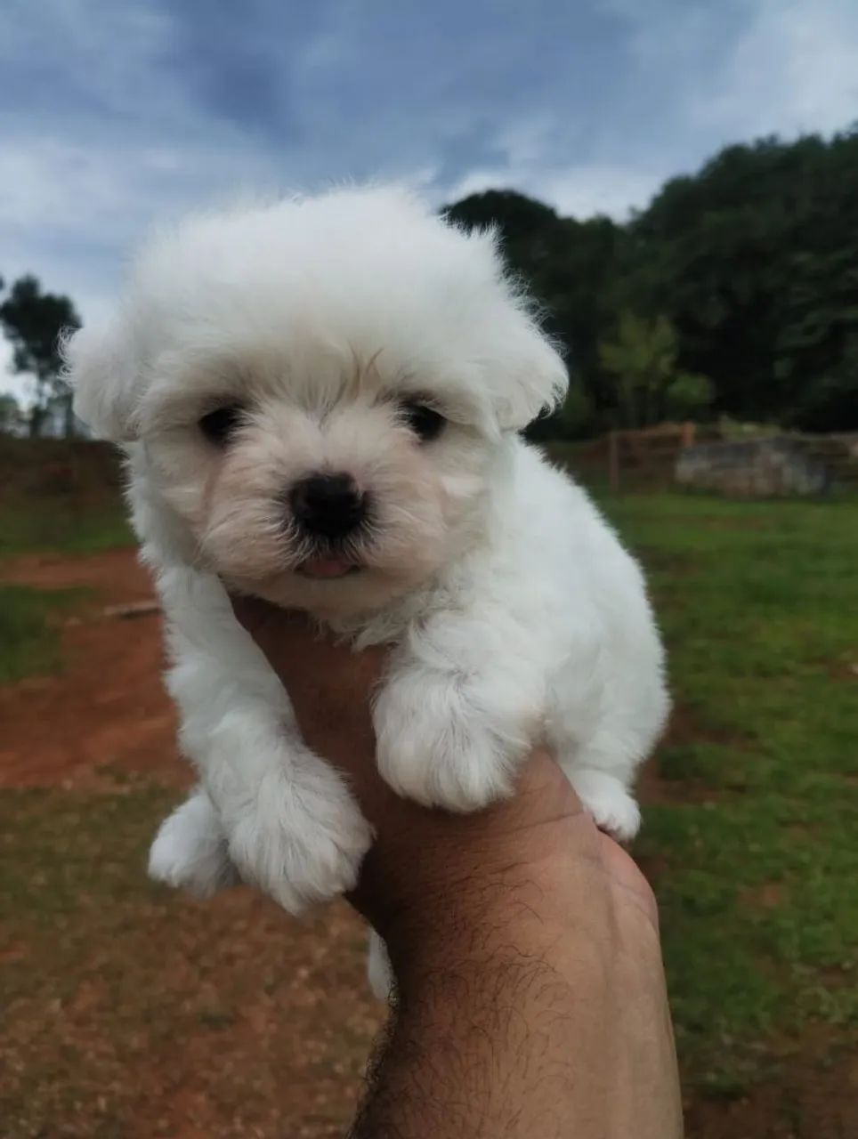 Maltês Mini bibelô  - Foto 5