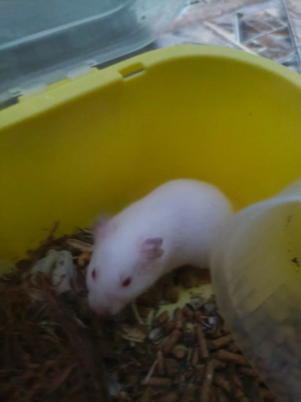 Hamster branco do olho vermelho  - Foto 3