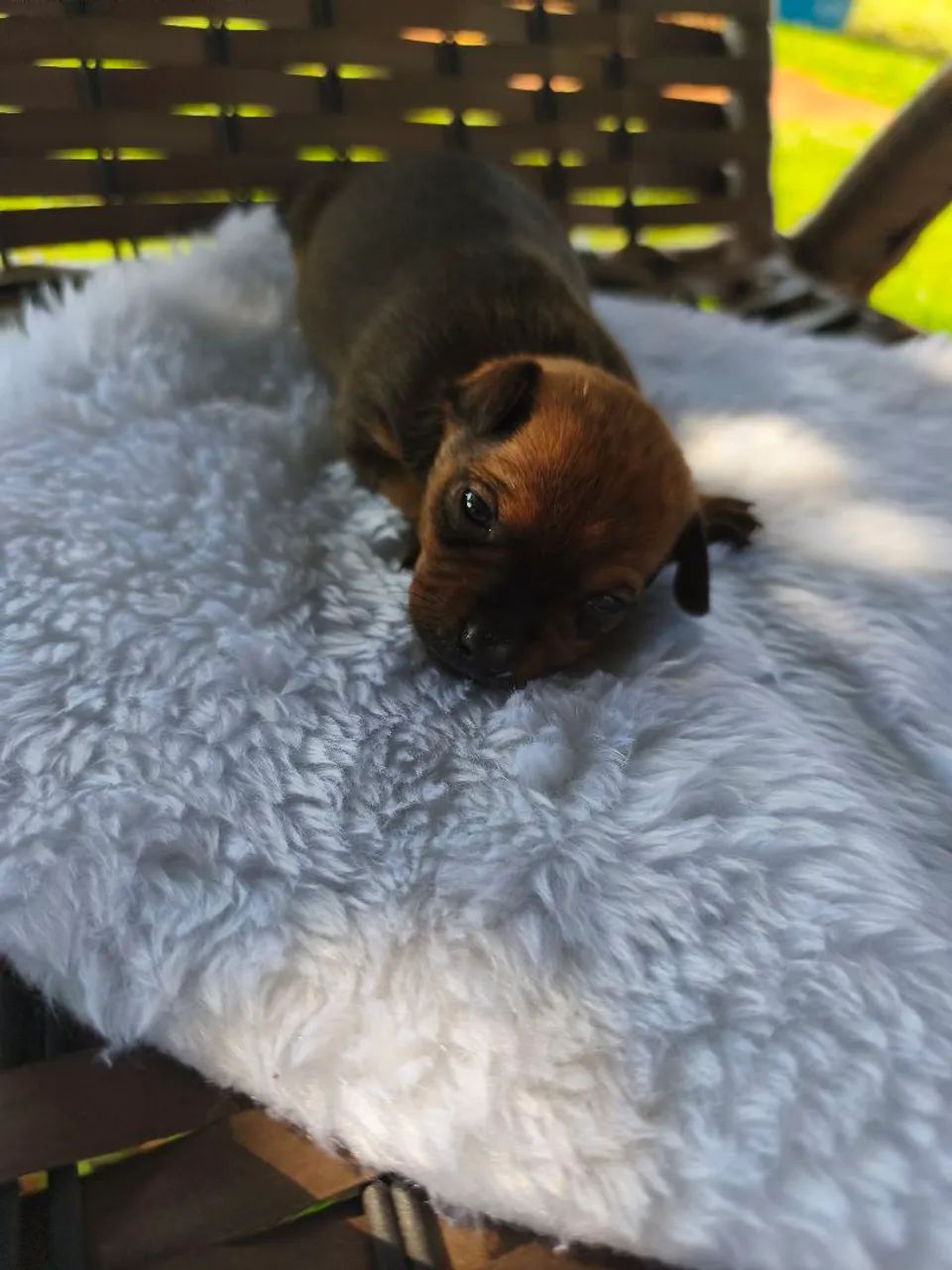 Filhote de Pinscher  - Foto 2