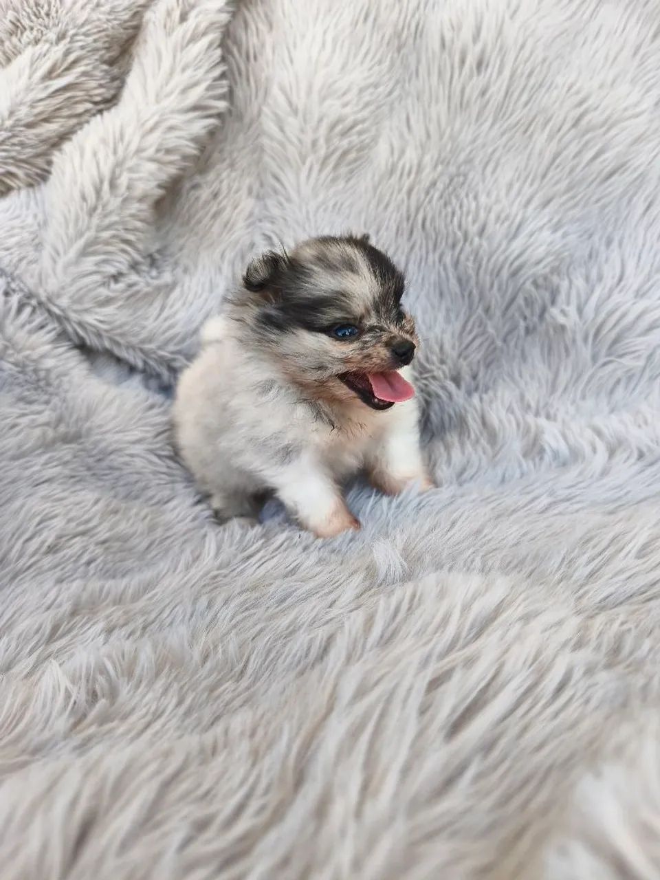 Spitz macho merle (Lulu da Pomerânia) - Foto 3
