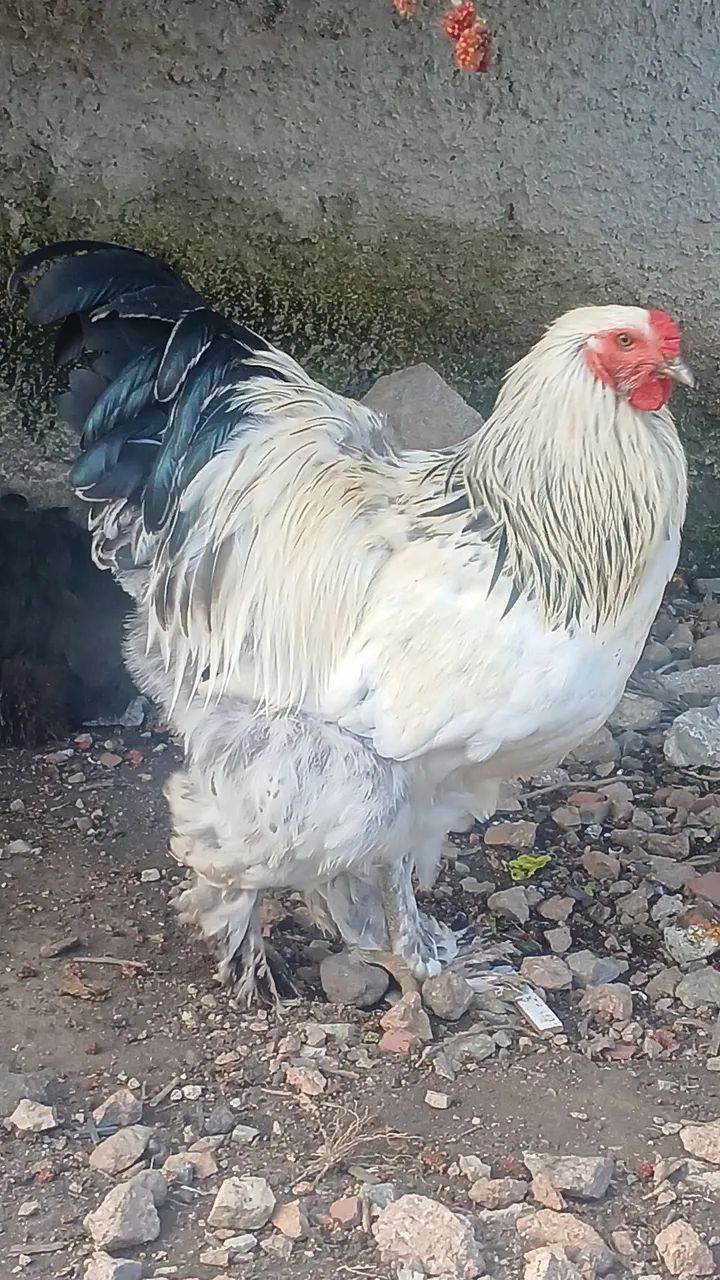 Brahma light - Foto 4