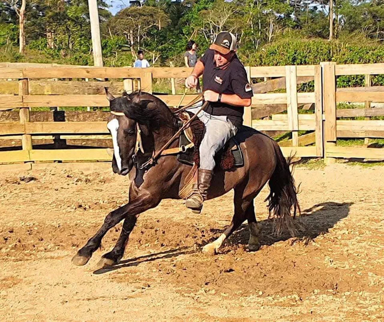 Cavalo criolo  - Foto 2