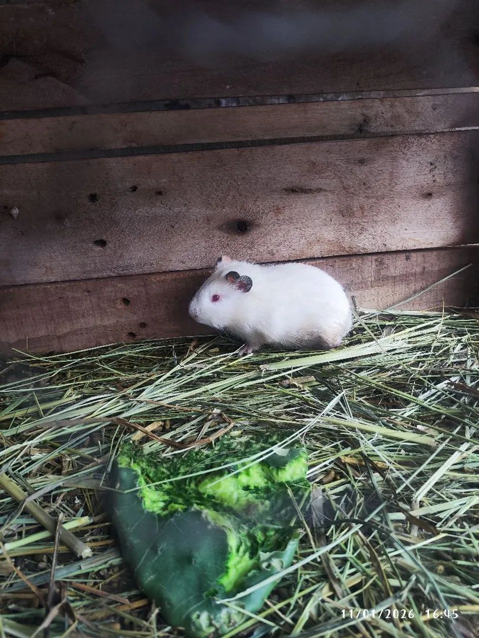 Porquinho da Índia macho 40 fêmea 60 - Foto 4