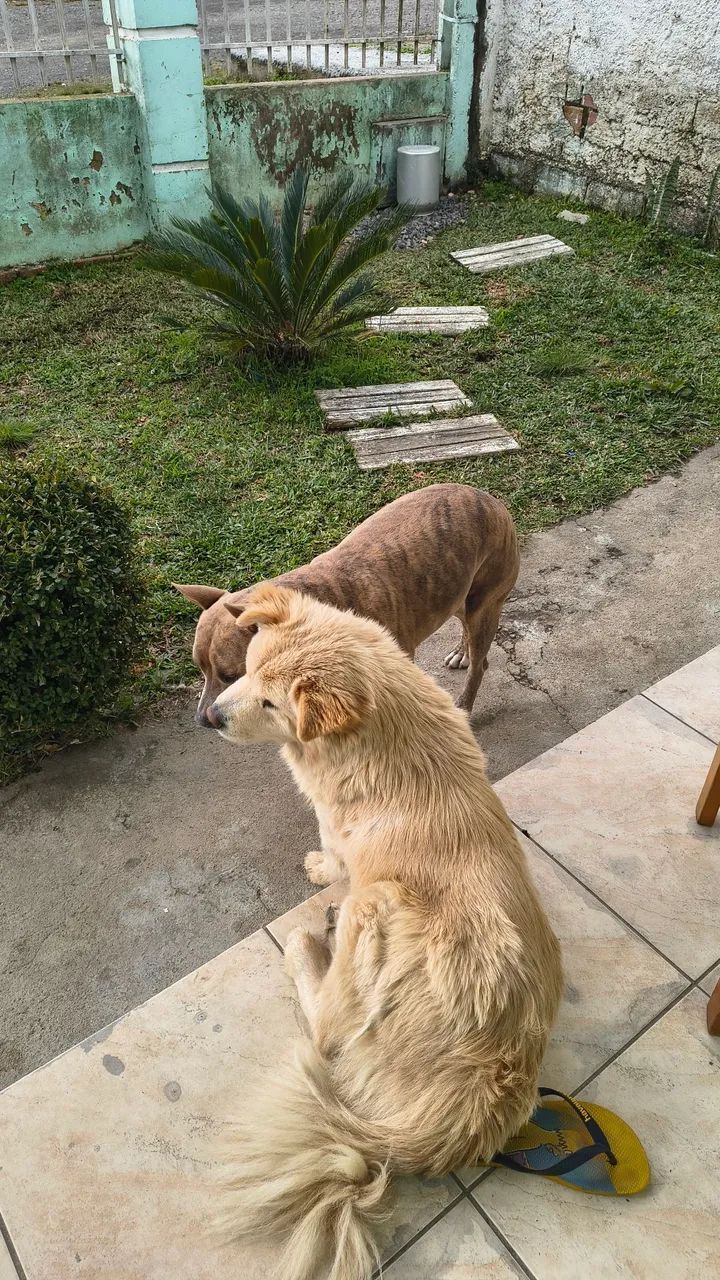 Adoção  - Foto 4