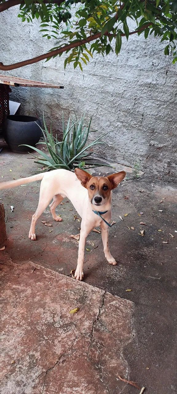 Doa - se um cachorro - Foto 5
