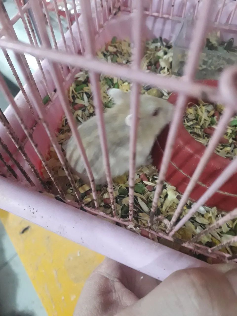 Anão russo - Foto 5