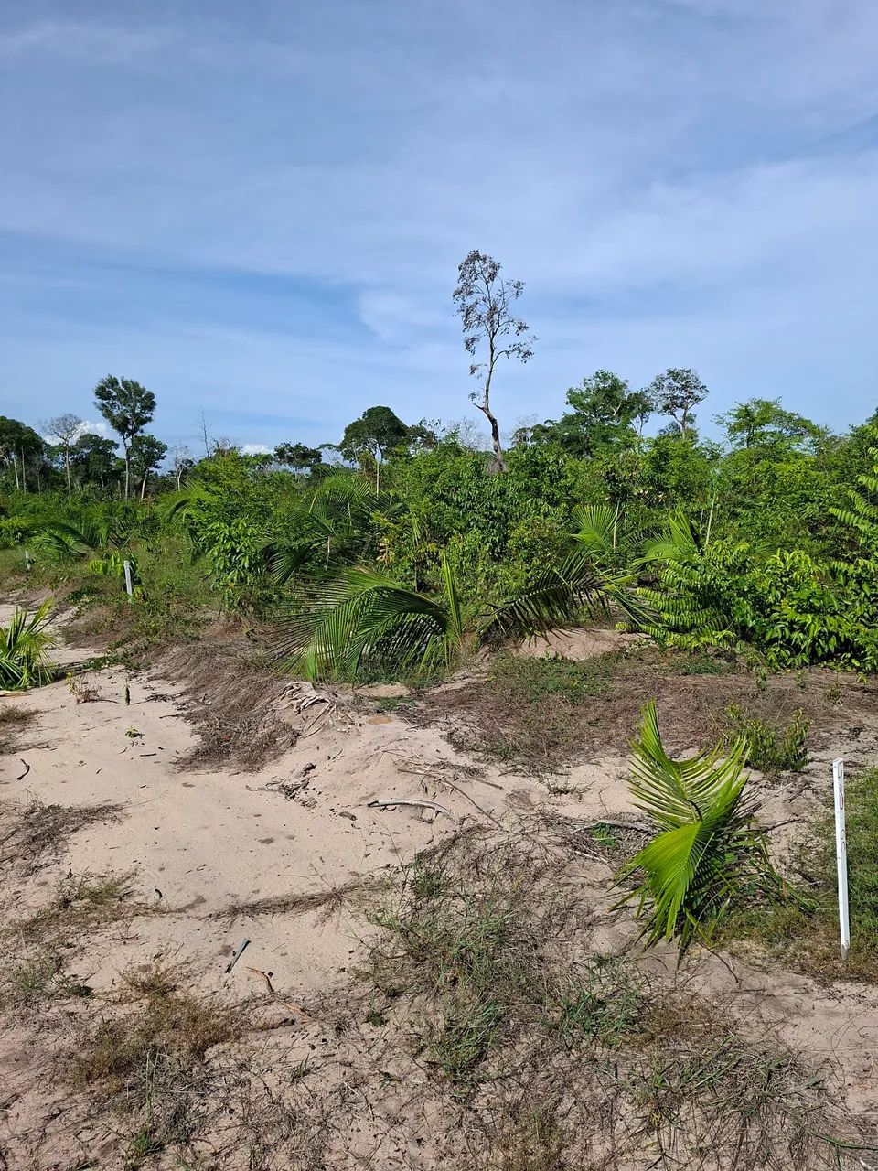 Terreno Santa Maria - Foto 5