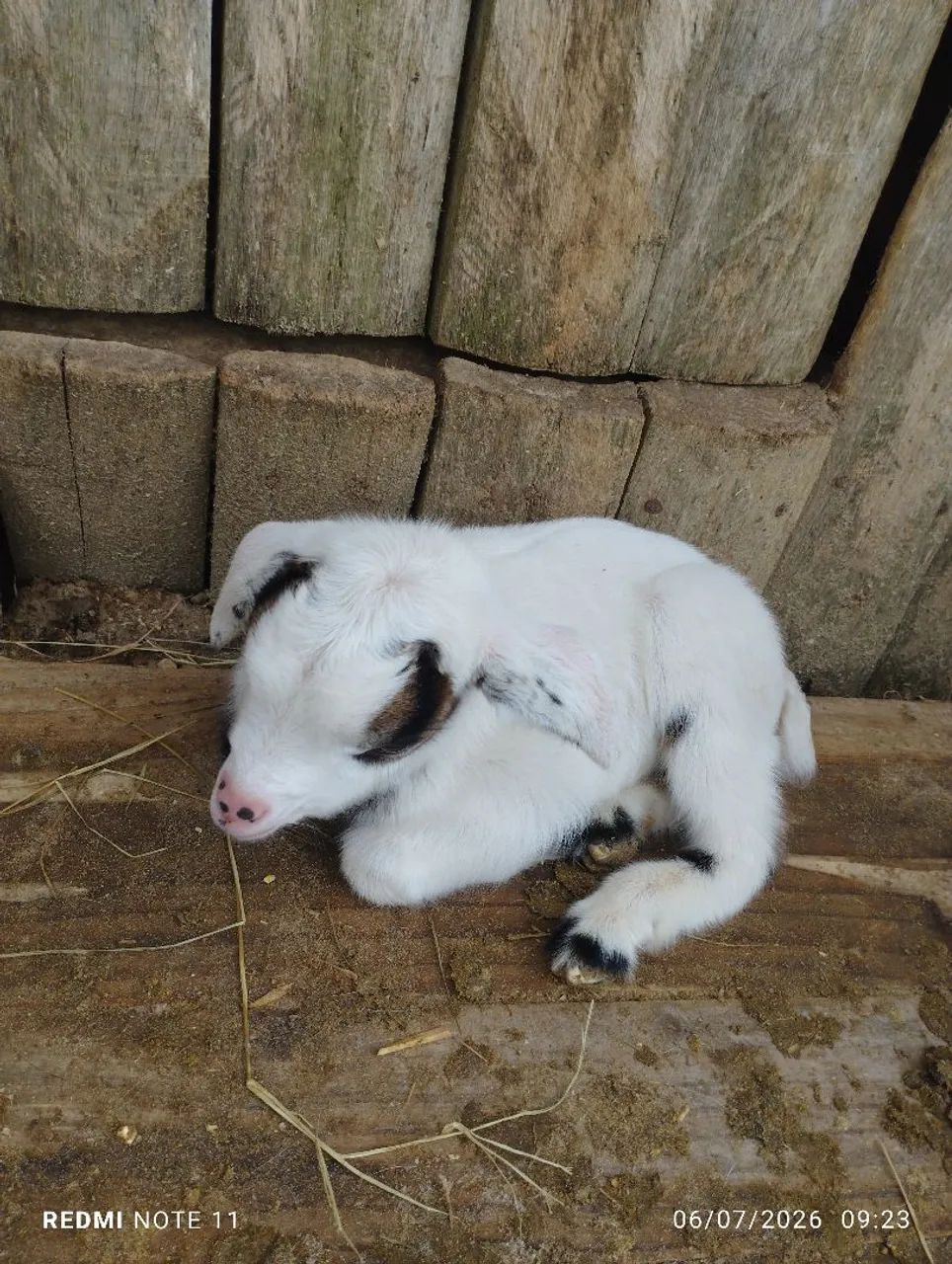 Mini cabrito Machinho  - Foto 2