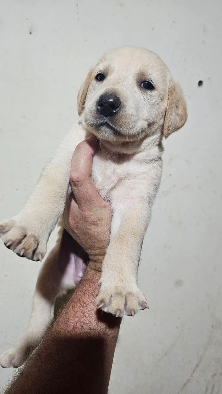 Filhote de labrador Retrivier  - Foto 3