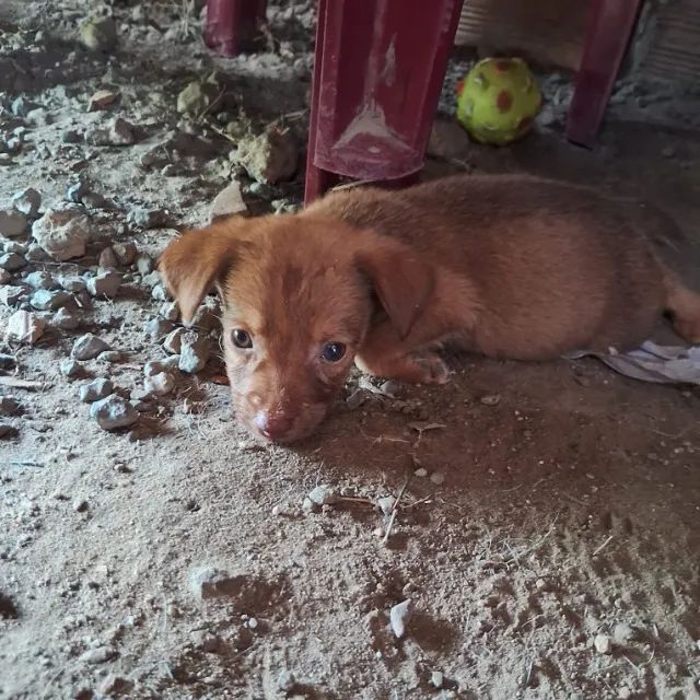 DOAÇÃO DE CACHORRINHOS - Foto 4