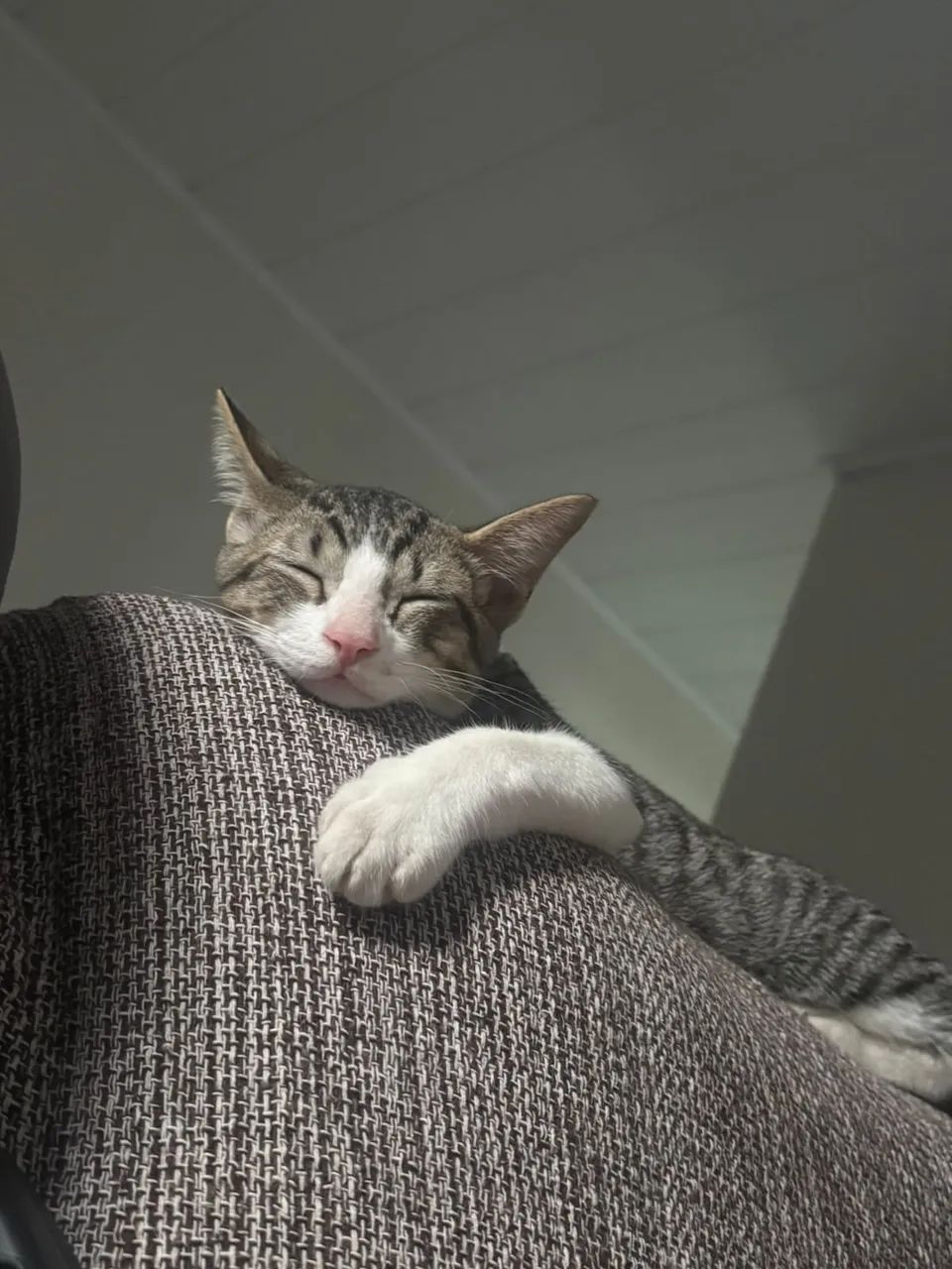 Doação de gato macho, dócil e brincalhão 