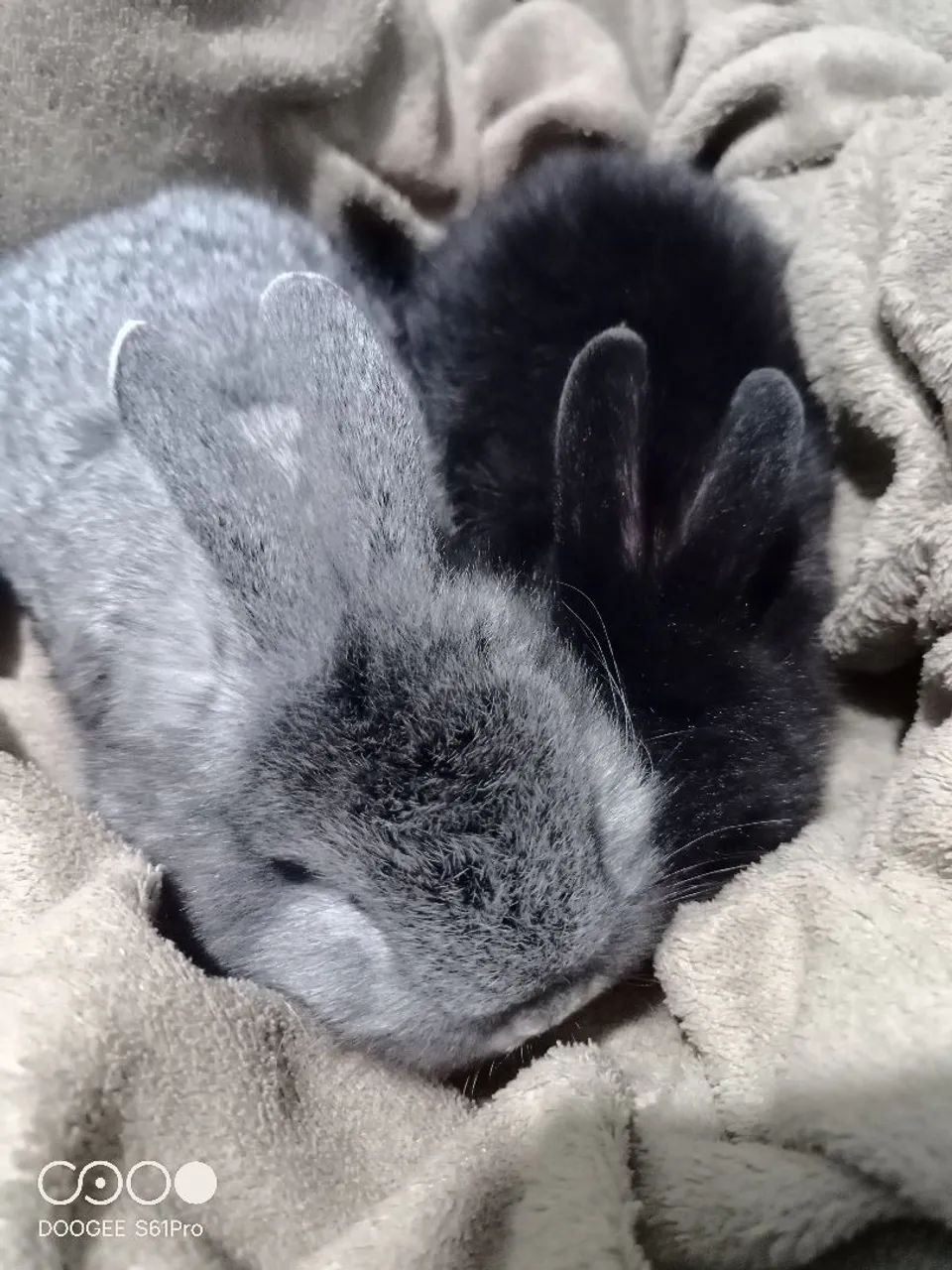Coelhos de estimação  - Foto 2