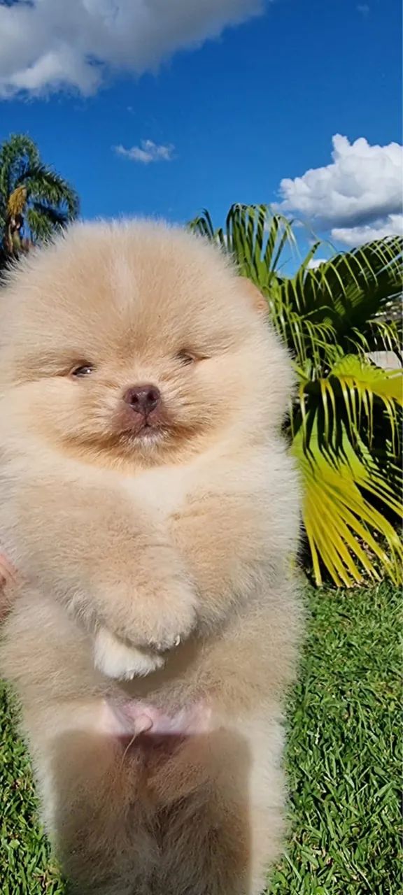 Filhotes de Lulu da Pomerania anão fêmea e machinho - Foto 3