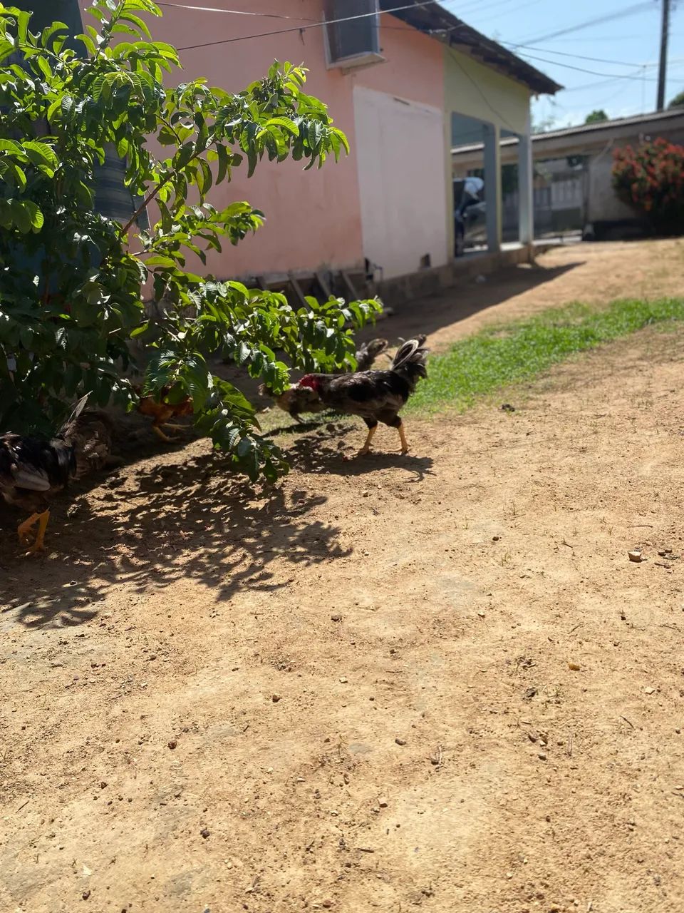 Vende-se galo caipira 
