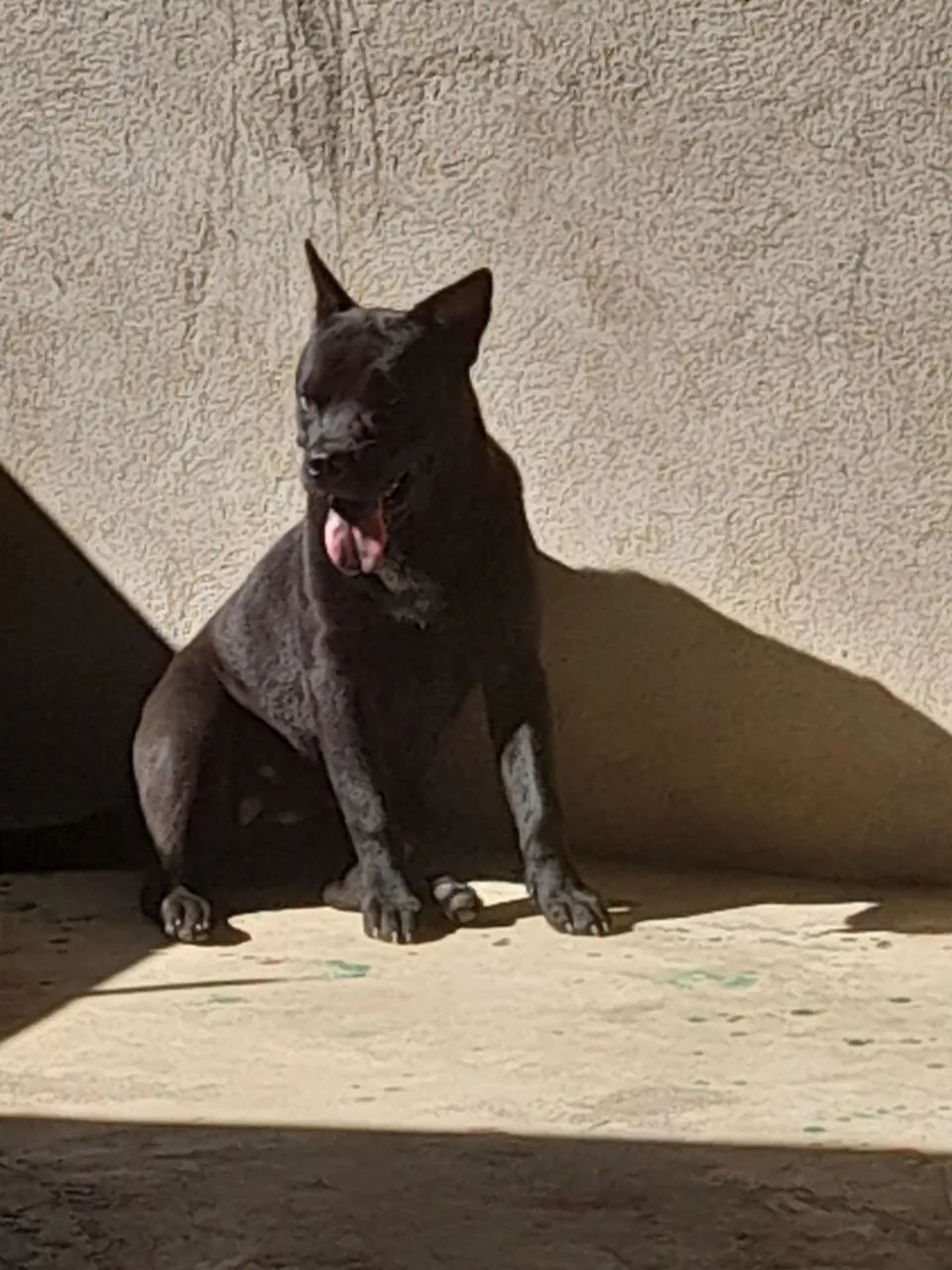 Doação de pitbull com chow chow 