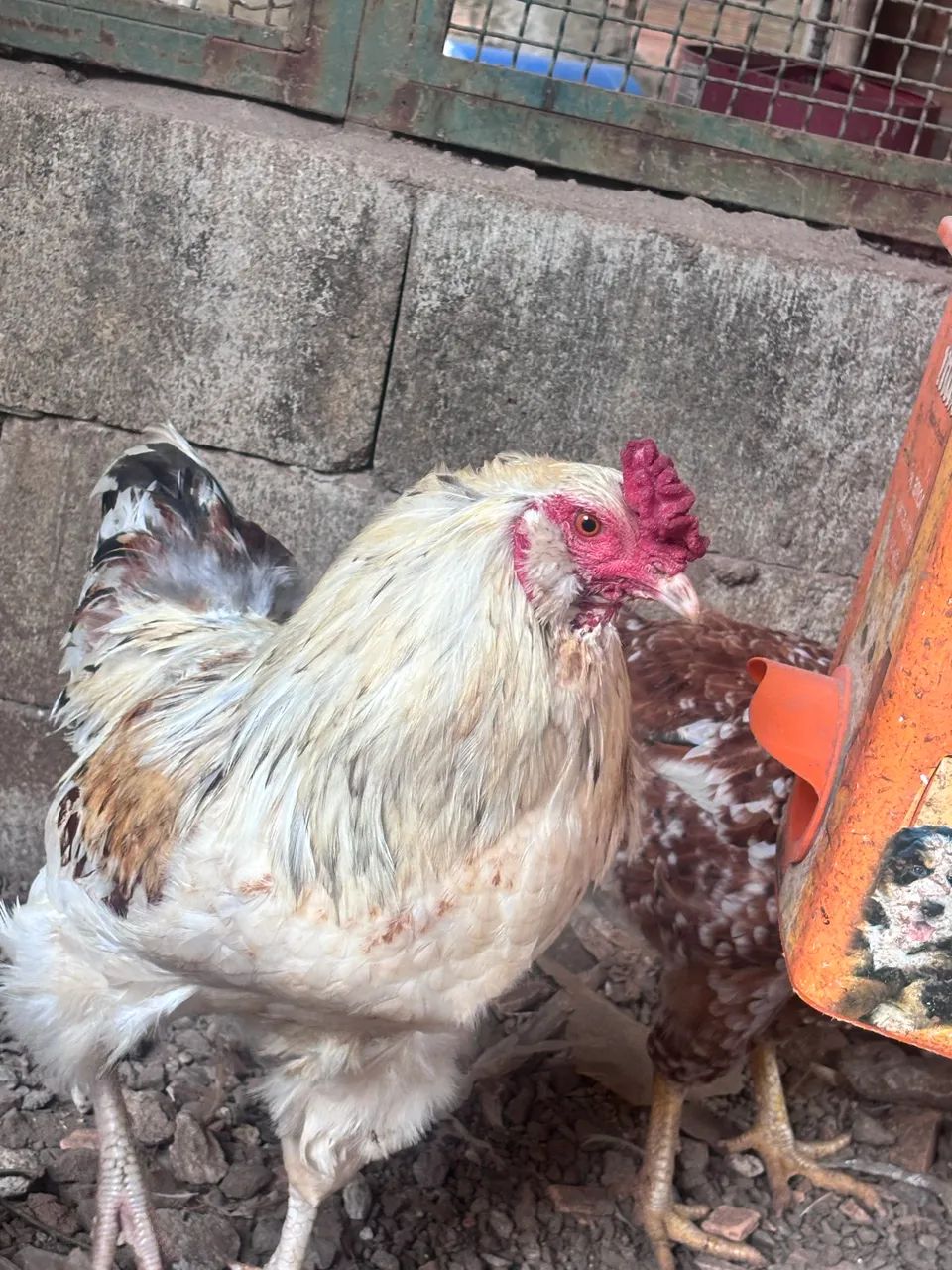 Galo Ameraucana  - Foto 4