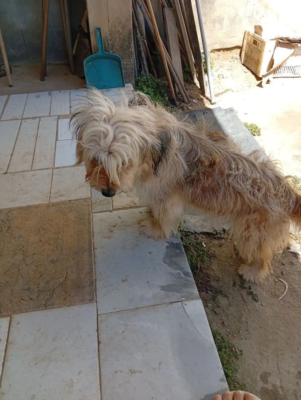 Doação de cachorras 