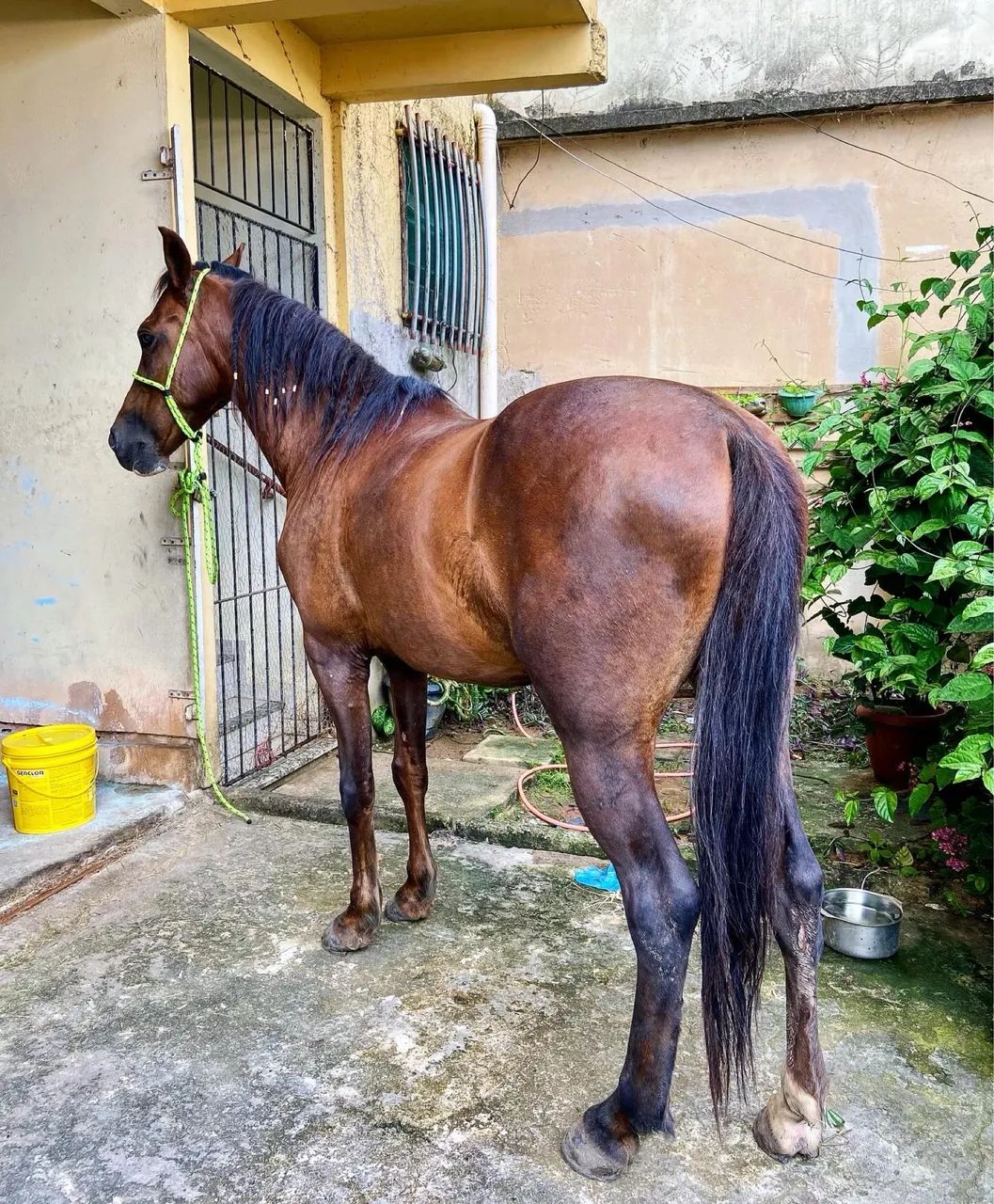 Cavalo mangalarga marchador  - Foto 4