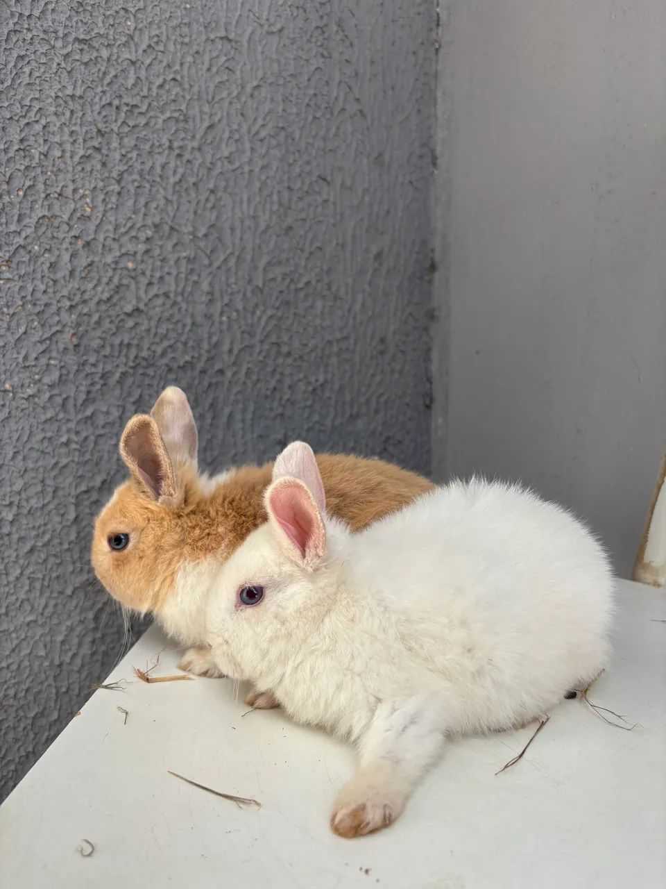 Filhotes de mini coelho, ótimos pets  - Foto 4
