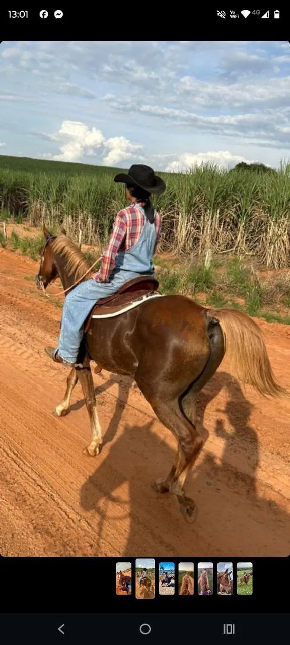 cavalo arabe  - Foto 3
