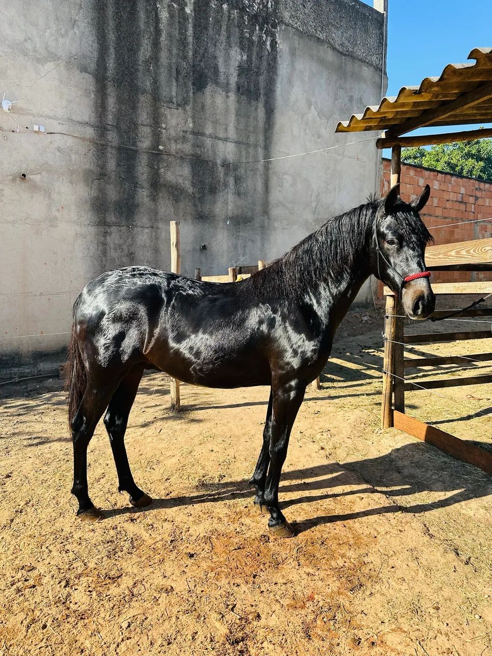 Cavalo - Foto 3