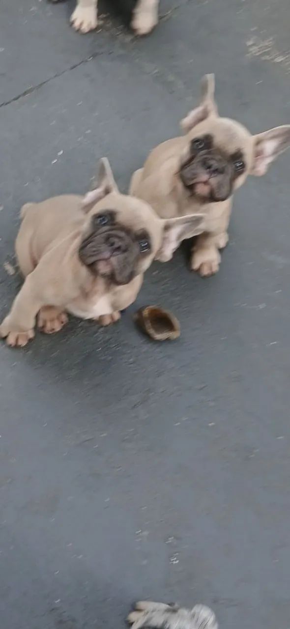 Buldogue Francês Exótico  - Foto 2