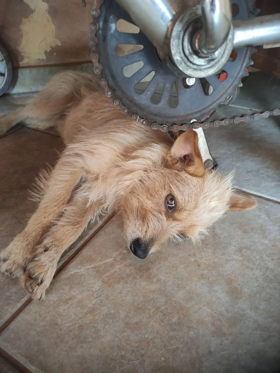 Doação de animais machos  - Foto 4