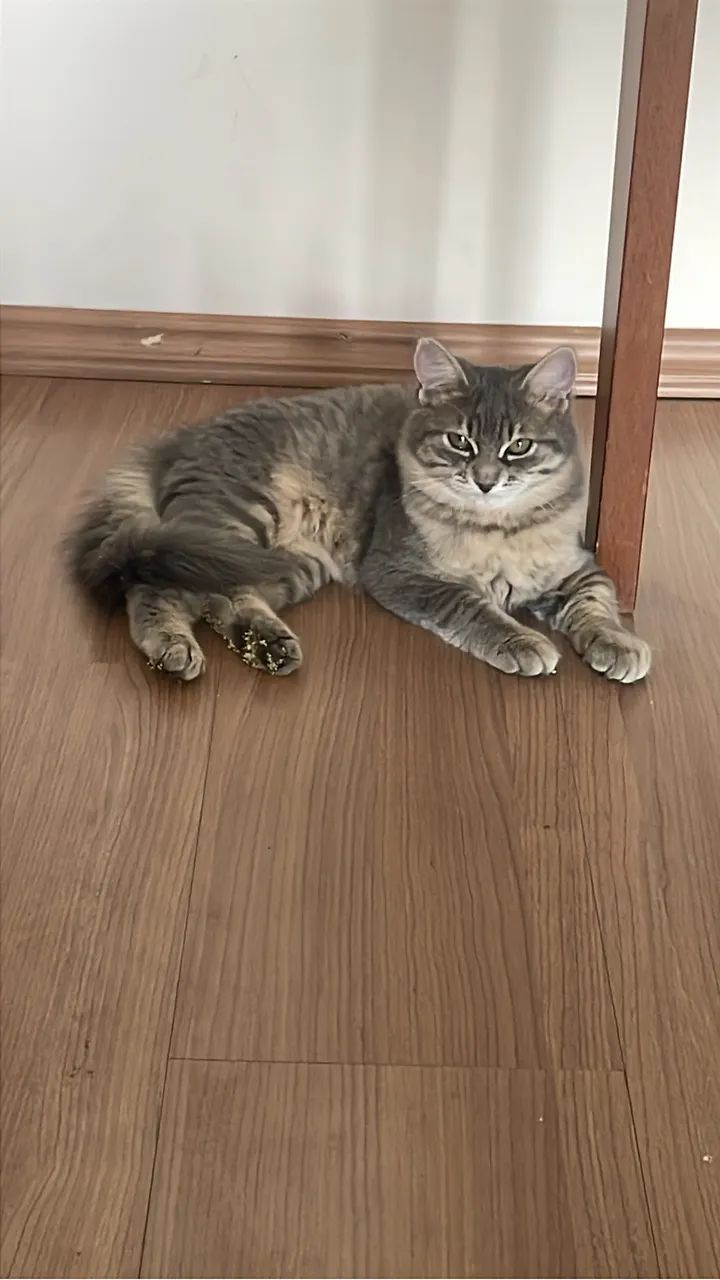 DOAÇÃO GATINHA 
