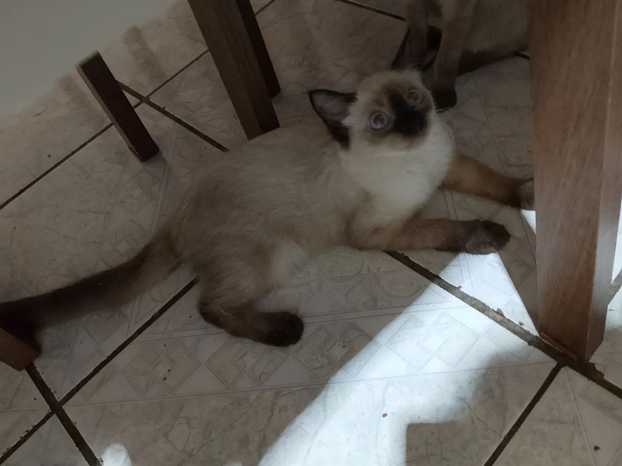 DOAÇÃO DE DOIS GATINHOS MACHOS - Foto 3