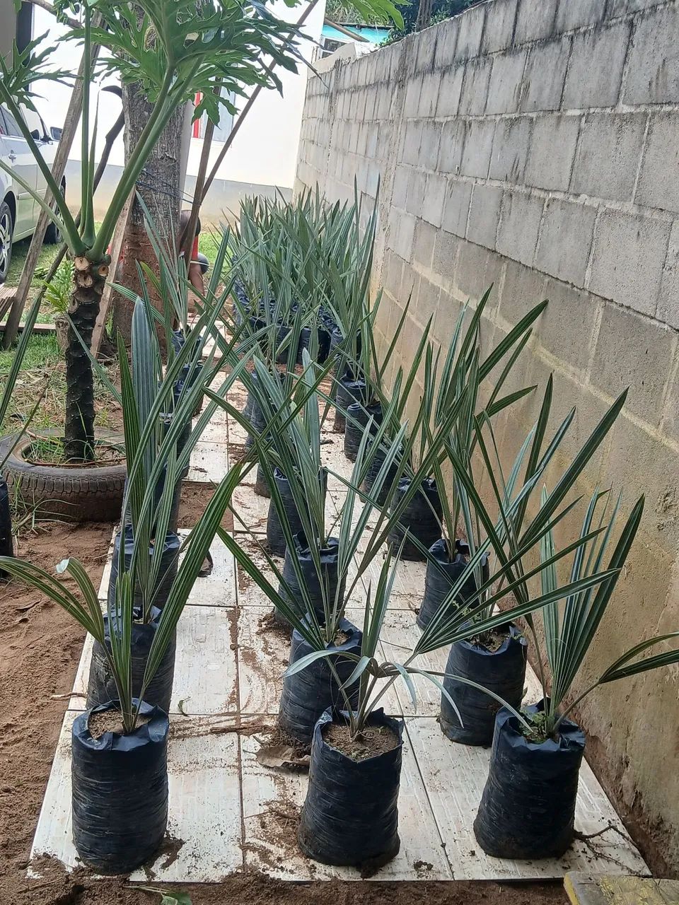 Palmeira Azul prontas pra plantar
