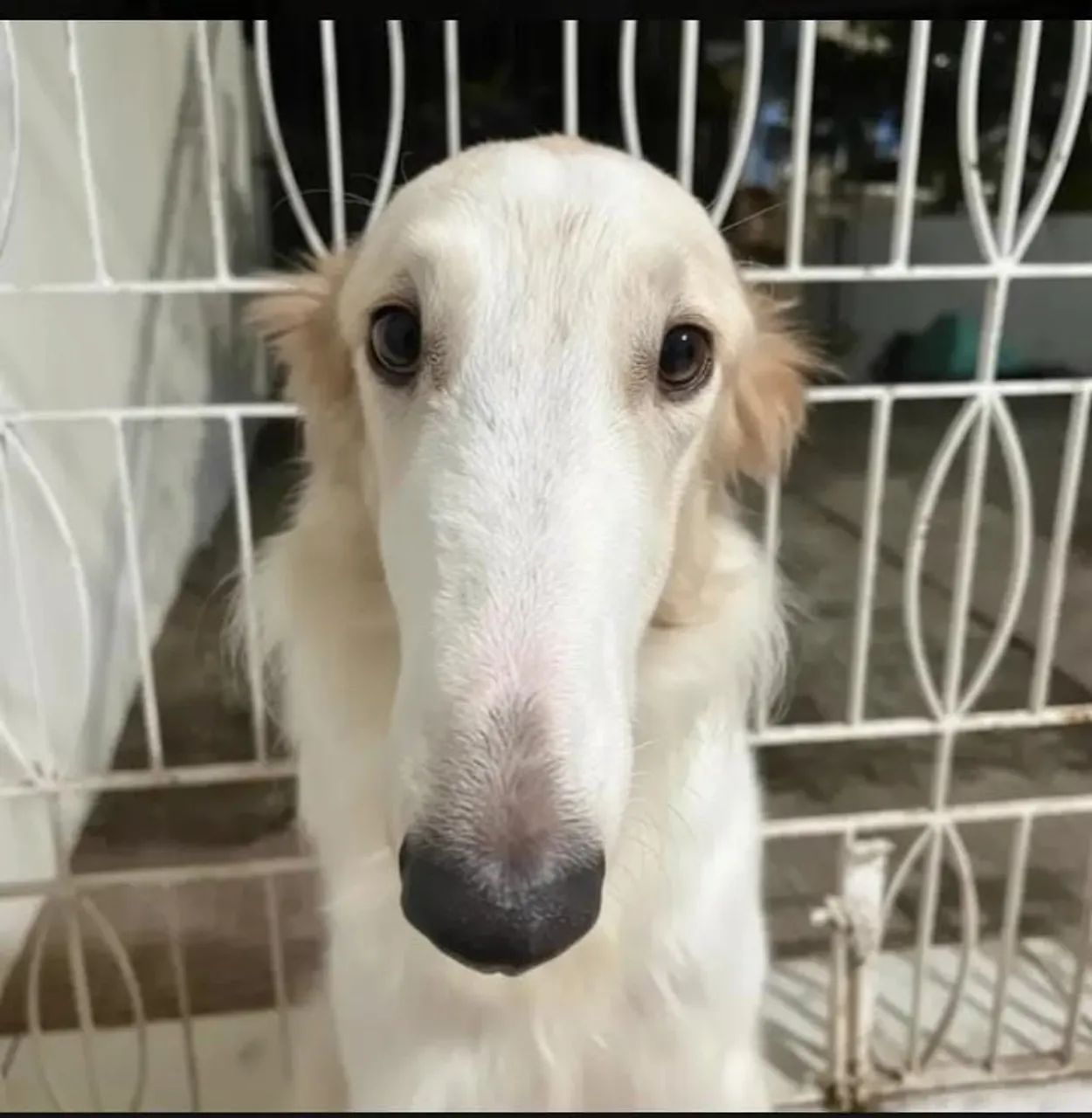 Vendo Borzoi ( Galgo Russo) - Foto 2