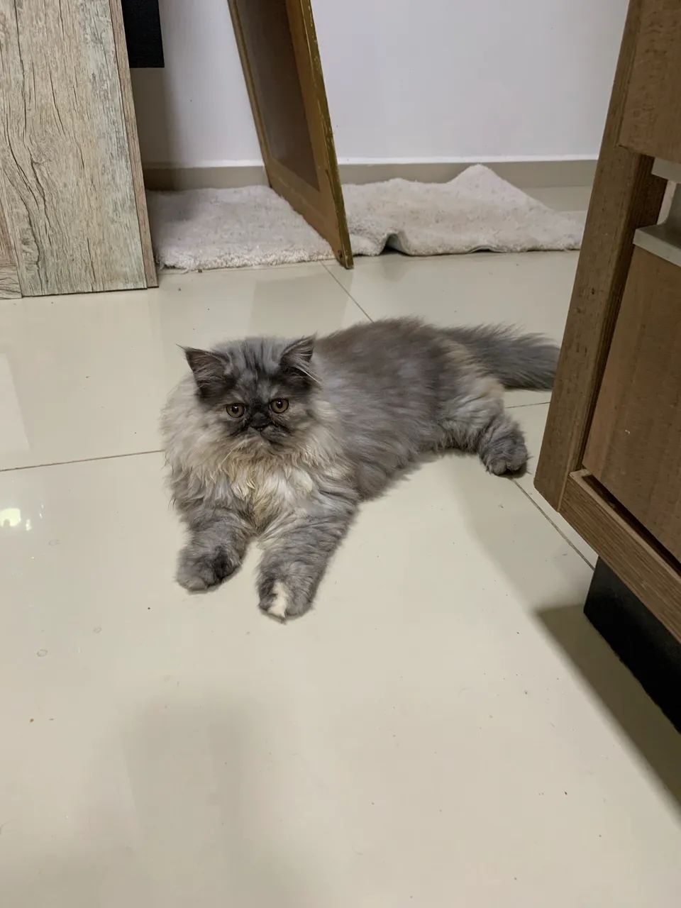 ÚLTIMA FÊMEA PERSA DISPONÍVEL  - Foto 2