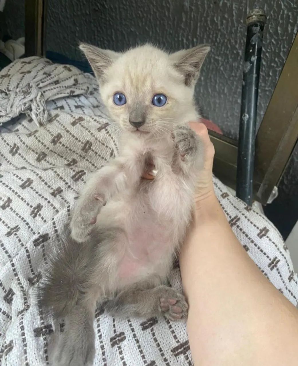 Doaçao de gatinho ciamês 